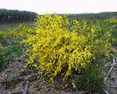 foto Gartenblumen Scotch Besen, Broomtops, Gemeinsame Besen, Europäische Besen, Irische Besen, Sarothamnus scoparius gelb