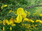 foto Gartenblumen Scotch Besen, Broomtops, Gemeinsame Besen, Europäische Besen, Irische Besen, Sarothamnus scoparius gelb