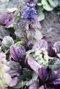 foto Gartenblumen Signalhorn, Bugleweed, Ajuga blau