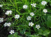 photo Garden Flowers Starwort, Stellaria white