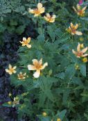 foto Gartenblumen Hypericum, Hypericum ascyron gelb