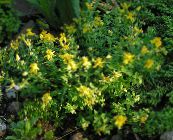 foto Gartenblumen Hypericum Olimpicum gelb