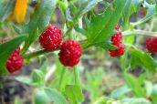 foto Gartenblumen Erdbeer-Sticks, Chenopodium foliosum rot