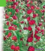 foto Gartenblumen Erdbeer-Sticks, Chenopodium foliosum rot
