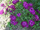 photo Garden Flowers Candytuft, Iberis purple