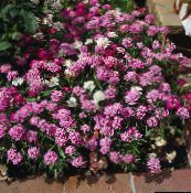 photo Garden Flowers Candytuft, Iberis pink