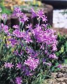 foto Gartenblumen Lily-Of-The-Altai, Lavendel Berglilie, Sibirischer Lilie, Hellblau Berg Lilie, Lilie Weinstein, Ixiolirion flieder