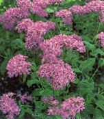 photo Garden Flowers Sweet-William Catchfly, None-So-Pretty, Rose of Heaven, Silene armeria, Silene coeli-rosa pink