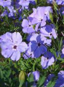 foto Gartenblumen Sweet-William Leimkraut, Keine So Hübschen, Stieg Vom Himmel, Silene armeria, Silene coeli-rosa flieder
