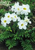 photo Garden Flowers Hardy Gloxinia, Incarvillea delavayi white