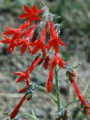 photo Garden Flowers Standing Cypress, Scarlet Gilia, Ipomopsis red