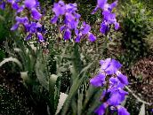 photo Garden Flowers Iris, Iris barbata purple