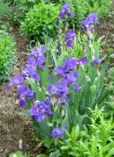 photo Garden Flowers Iris, Iris barbata blue