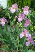 photo Garden Flowers Iris, Iris barbata lilac
