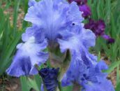 foto Gartenblumen Iris, Iris barbata hellblau