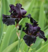 foto Gartenblumen Iris, Iris barbata schwarz