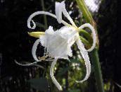 photo Garden Flowers Spider Lily, Ismene, Sea Daffodil, Hymenocallis white