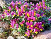 photo Garden Flowers Milkwort, Polygala pink
