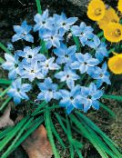 foto Dārza Ziedi Pavasaris Starflower, Ipheion gaiši zils