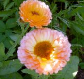 photo Garden Flowers Pot Marigold, Calendula officinalis pink