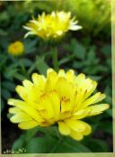 foto Gartenblumen Ringelblume, Calendula officinalis gelb