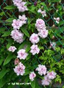 foto Gartenblumen Calystegia, Calystegia pubescens rosa