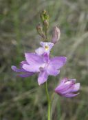 photo Garden Flowers Grass Pink Orchid, Calopogon lilac