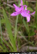 photo Garden Flowers Grass Pink Orchid, Calopogon pink