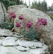 foto Gartenblumen Saxifraga weinig