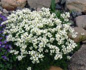 foto Gartenblumen Saxifraga weiß