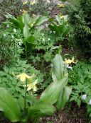 foto Gartenblumen Fawn Lily, Erythronium gelb