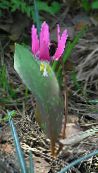 foto Gartenblumen Fawn Lily, Erythronium rosa
