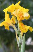 nuotrauka Sodo Gėlės Canna Lelija, Indijos Kulka Augalų geltonas