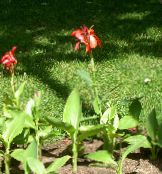Canna Lily, Indverskt Skot Planta
