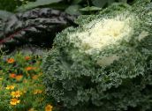 photo  Flowering Cabbage, Ornamental Kale, Collard, Curly kale, Brassica oleracea white