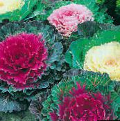 photo  Flowering Cabbage, Ornamental Kale, Collard, Curly kale, Brassica oleracea red