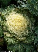 zdjęcie Ogrodowe Kwiaty Ozdobne Kapusty, Brassica oleracea żółty