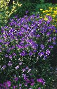 photo Garden Flowers Love Plant, Cupid's Dart, Catananche purple