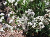 foto Gartenblumen Carolina Strandflieder, Limonium weiß