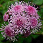 foto Gartenblumen Seide Blume, Ageratum houstonianum rosa