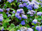 foto Gartenblumen Seide Blume, Ageratum houstonianum hellblau