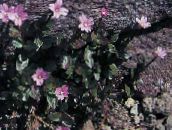 foto Gartenblumen Weidenröschen, Epilobium rosa
