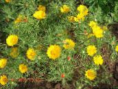 photo Garden Flowers Cladanthus yellow