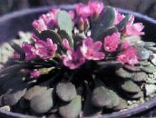 foto Gartenblumen Alpine Frühlingsschönheit, Claytonia megarhiza rosa
