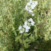 photo  Clarkia, Garland Flower, Mountain Garland white