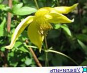 фото Садовые цветы Клематис, Clematis желтый