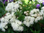 foto Gartenblumen Seide Blume, Ageratum houstonianum weiß
