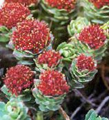 photo Garden Flowers Rhodiola, Roseroot, Sedum, Leedy's Roseroot, Stonecrop red