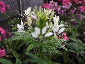 foto Gartenblumen Spinnenblume, Spinnenbeine, Schnurrhaare Großvaters, Cleome weiß