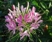 foto Gartenblumen Spinnenblume, Spinnenbeine, Schnurrhaare Großvaters, Cleome rosa